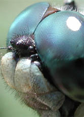 Mit ihren Facettenaugen können Insekten Farben sehen, die dem Menschen verborgen bleiben.